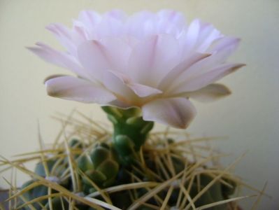 Gymnocalycium monvillei