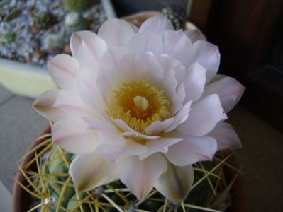 Gymnocalycium monvillei