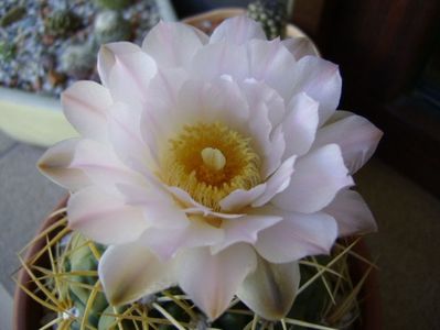 Gymnocalycium monvillei