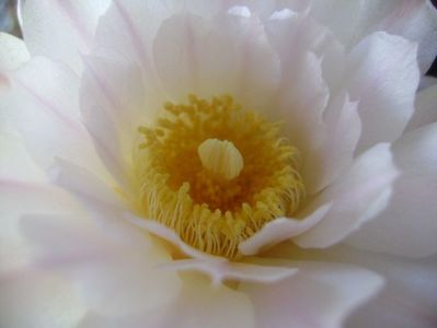 Gymnocalycium monvillei