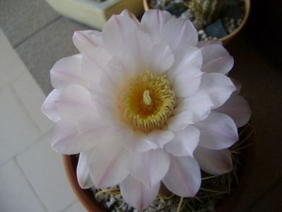 Gymnocalycium monvillei