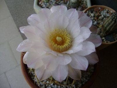 Gymnocalycium monvillei