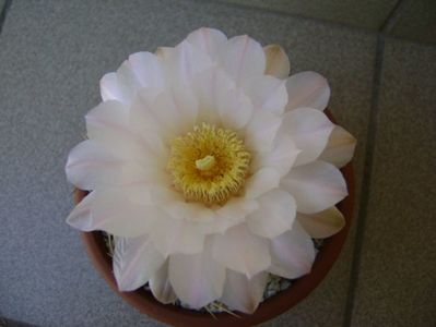 Gymnocalycium monvillei