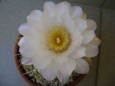 Gymnocalycium monvillei