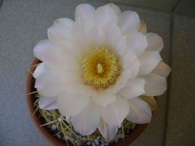 Gymnocalycium monvillei