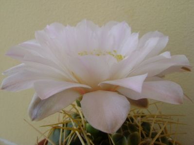 Gymnocalycium monvillei