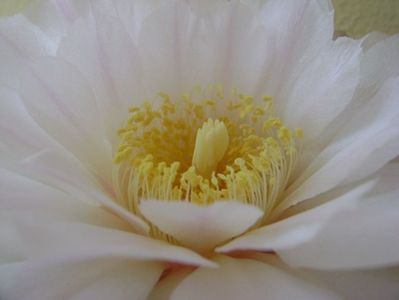 Gymnocalycium monvillei