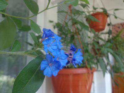 Ceratostigma plumbaginoides