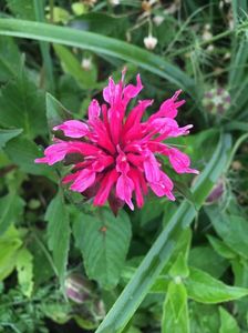 monarda