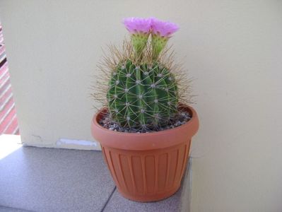 Acanthocalycium spiniflorum f. violaceum