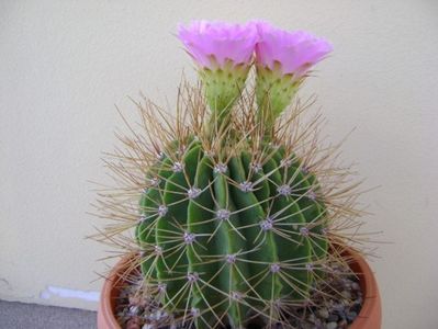 Acanthocalycium spiniflorum f. violaceum