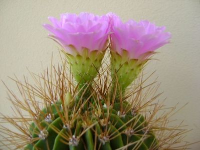 Acanthocalycium spiniflorum f. violaceum