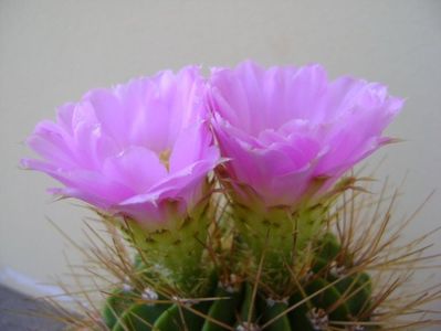 Acanthocalycium spiniflorum f. violaceum