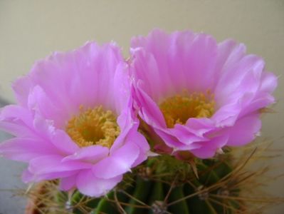 Acanthocalycium spiniflorum f. violaceum