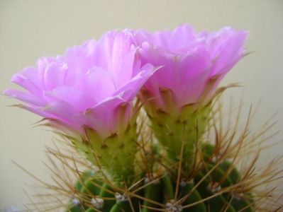 Acanthocalycium spiniflorum f. violaceum