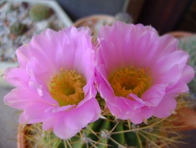 Acanthocalycium spiniflorum f. violaceum