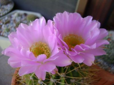 Acanthocalycium spiniflorum f. violaceum