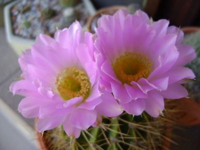 Acanthocalycium spiniflorum f. violaceum