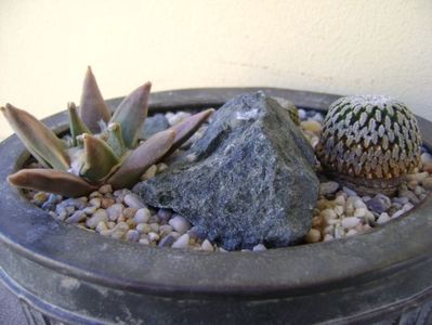 Grup de 3 cactusi; Ariocarpus retusus
Turbini. pseudopectinatus v rubriflorus, MZ 736 Dr Arroyo, NL
Turbini. pseudopectinatus
