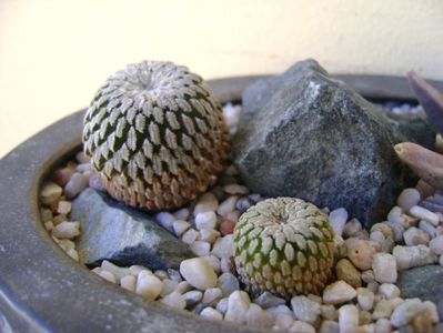 Turbinicarpus pseudopectinatus v. rubriflorus & Turbinicarpus pseudopectinatus