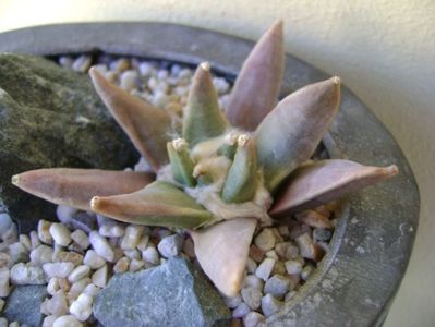 Ariocarpus retusus