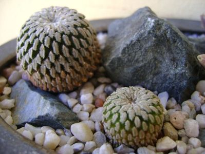 Turbinicarpus pseudopectinatus v. rubriflorus & Turbinicarpus pseudopectinatus