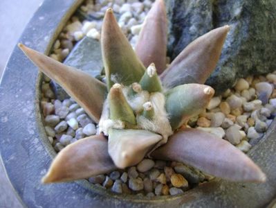 Ariocarpus retusus