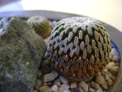 Turbinicarpus pseudopectinatus v. rubriflorus & Turbinicarpus pseudopectinatus