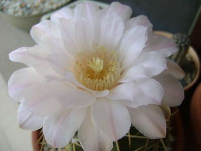 Gymnocalycium monvillei