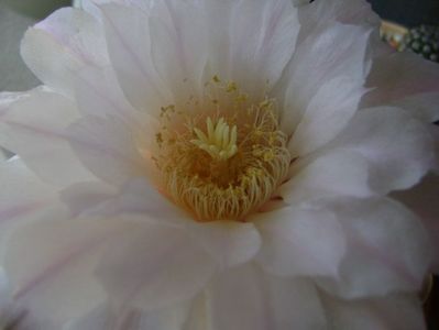 Gymnocalycium monvillei