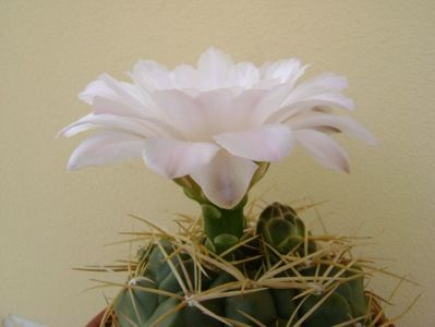 Gymnocalycium monvillei