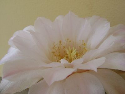 Gymnocalycium monvillei