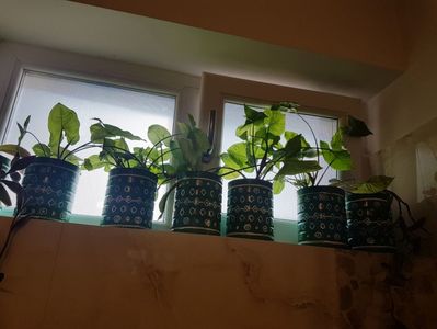 15 ron/ buc plante mature