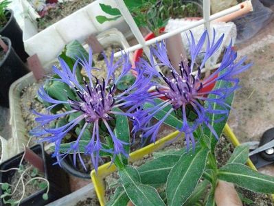 Centaurea cu flori mari,  tufa pitica