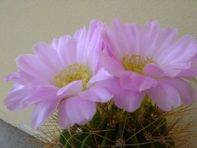 Acanthocalycium spiniflorum f. violaceum