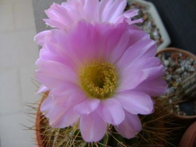 Acanthocalycium spiniflorum f. violaceum