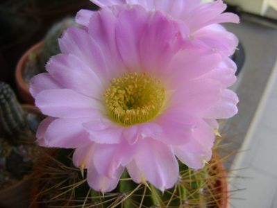 Acanthocalycium spiniflorum f. violaceum