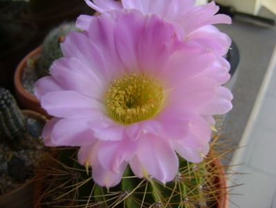 Acanthocalycium spiniflorum f. violaceum