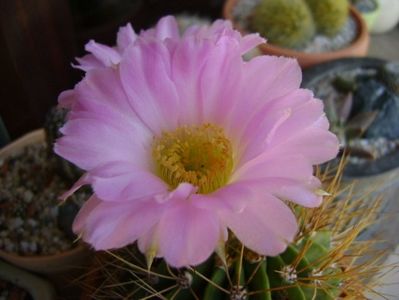 Acanthocalycium spiniflorum f. violaceum