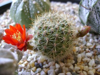 Aylostera (rebutia) fiebrigii