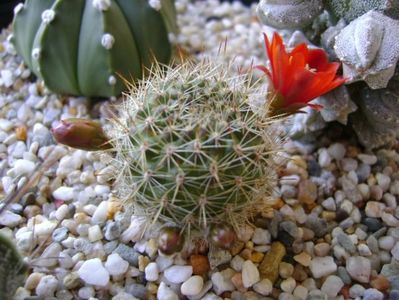 Aylostera (rebutia) fiebrigii