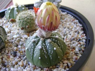 Astrophytum asterias hb.