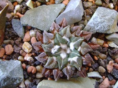 Ariocarpus kotschoubeyanus v. macdowellii