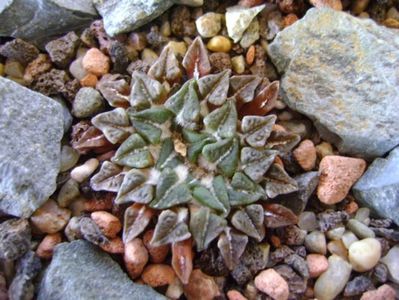 Ariocarpus kotschoubeyanus v. albiflorus