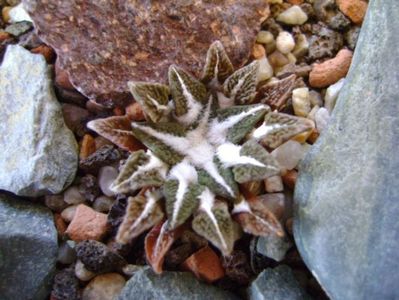 Ariocarpus kotschoubeyanus v. elephantidens