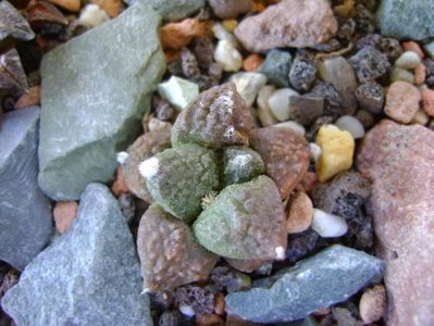 Ariocarpus fissuratus