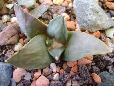 Ariocarpus retusus ssp. panarottoy