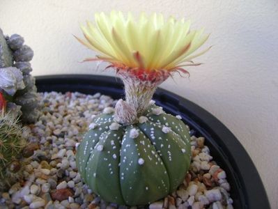 Astrophytum asterias hb.