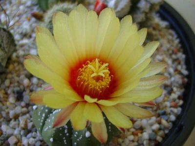 Astrophytum asterias hb.