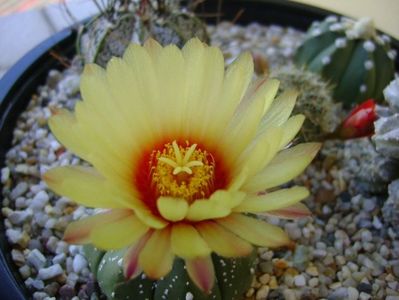 Astrophytum asterias hb.